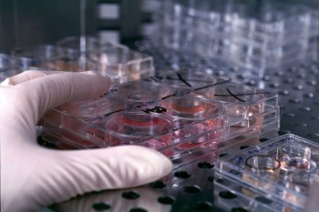 cellule staminali in laboratorio