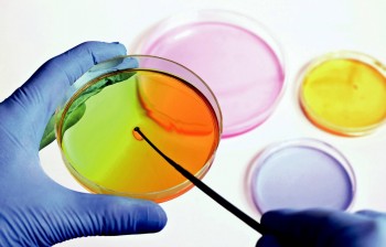 vetrini colorati campioni microbiologici